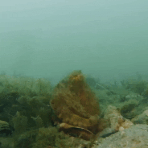 Leave Me Alone Ugh GIF by OctoNation® The Largest Octopus Fan Club!