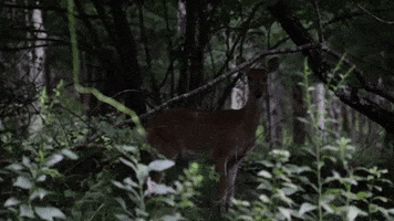 Wildlife Deer GIF by JC Property Professionals