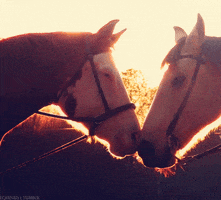 horses love GIF