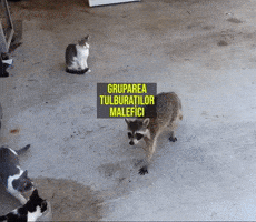 Cats Stealing GIF by Duhul Rautatilor