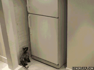 Cat Freezer GIF by Cheezburger
