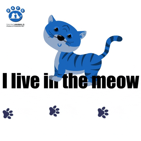 Live In The Now Cat GIF by SAFE Inc