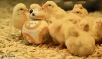 kuřata GIF