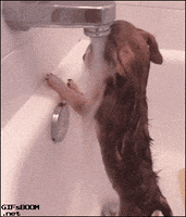 dog sad puppy depressed shower