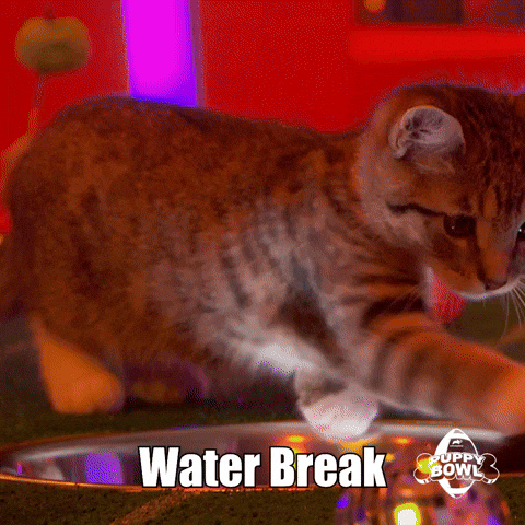 Cat Kitty GIF by Puppy Bowl