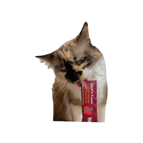Cat Sticker