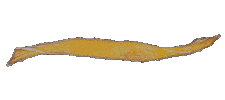 Oinari Sticker