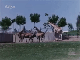 ZoosDelMundo  GIF