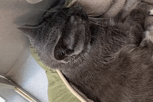 Cat GIF by Helen Woodward Animal Center