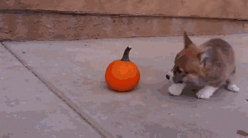 giphy.gif?cid=4d1e4f29f0d10c0c8b9b9a28978807b3be83f4840848585f&rid=giphy.gif