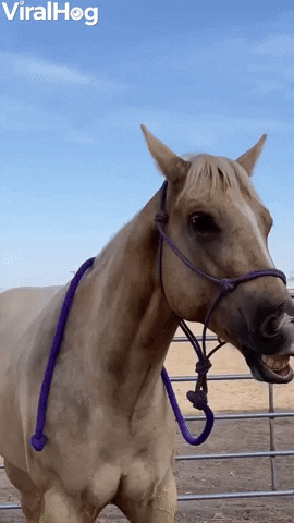 Horse Funny Animals GIF by ViralHog