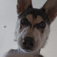 Siberian Husky Wtf GIF