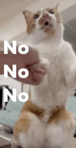 Cat No No No GIF