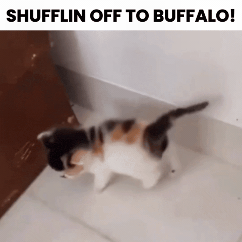 Buffalo Freck GIF