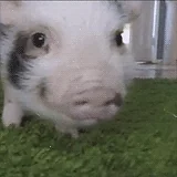 pig GIF