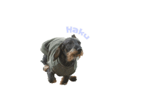 Sticker by infkennel