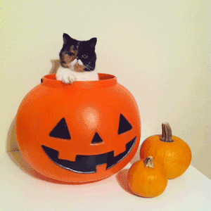 Cat in jack-o-lantern