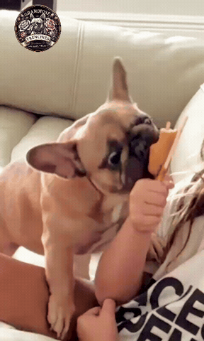 Hungry Dog GIF by Grandiose Frenchies