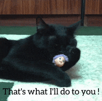 Cat GIF