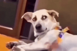Dog Meme GIF