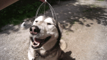 Head Massager GIFs - Get the best GIF on GIPHY
