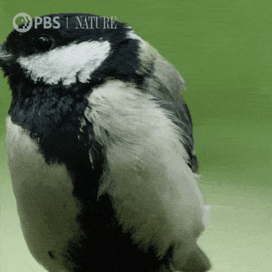 Close Up Bird GIF by Nature on PBS