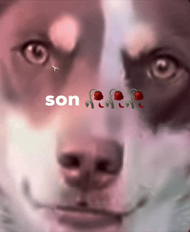 Dog Staring GIF