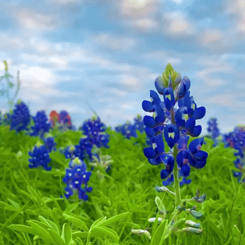 Texas Am Flower GIF by College of Arts and Sciences