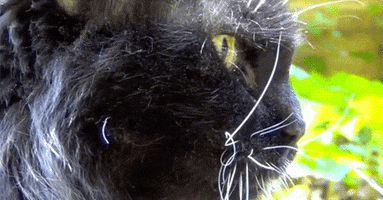 my cat GIF by Maudit