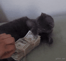 The Money Gifs Get The Best Gif On Giphy