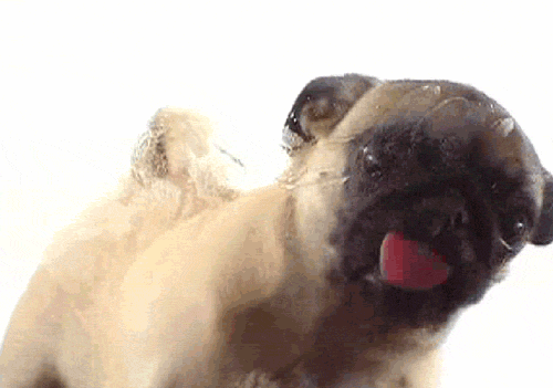 animated wallpaper dog licking screen