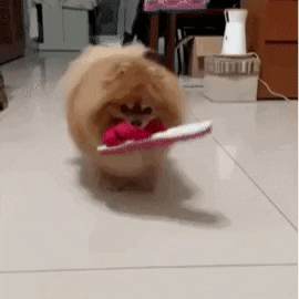Angry Pomeranian GIF