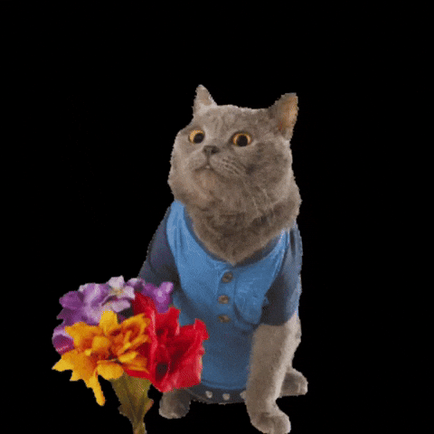 I Love You Cat GIF
