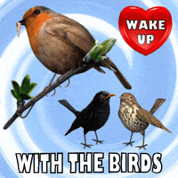 Wake Up Early Good Morning GIF Wake Up Early Good Morning GIF
