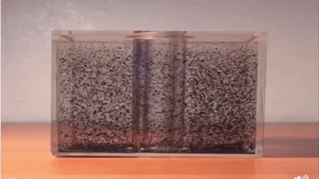 prof-sergio-torres  GIF