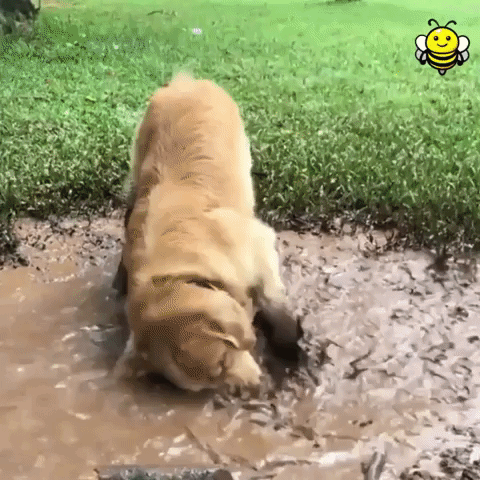 dog rolling in the mud