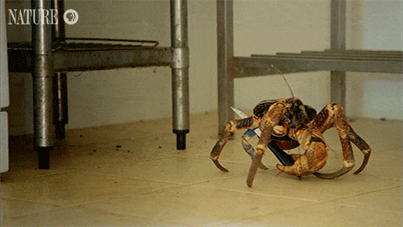 Coconut Crab Gifs Get The Best Gif On Giphy