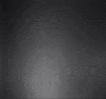 Cat Dinosaur GIF