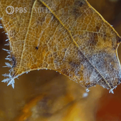 Growing Pbs Nature GIF by Nature on PBS