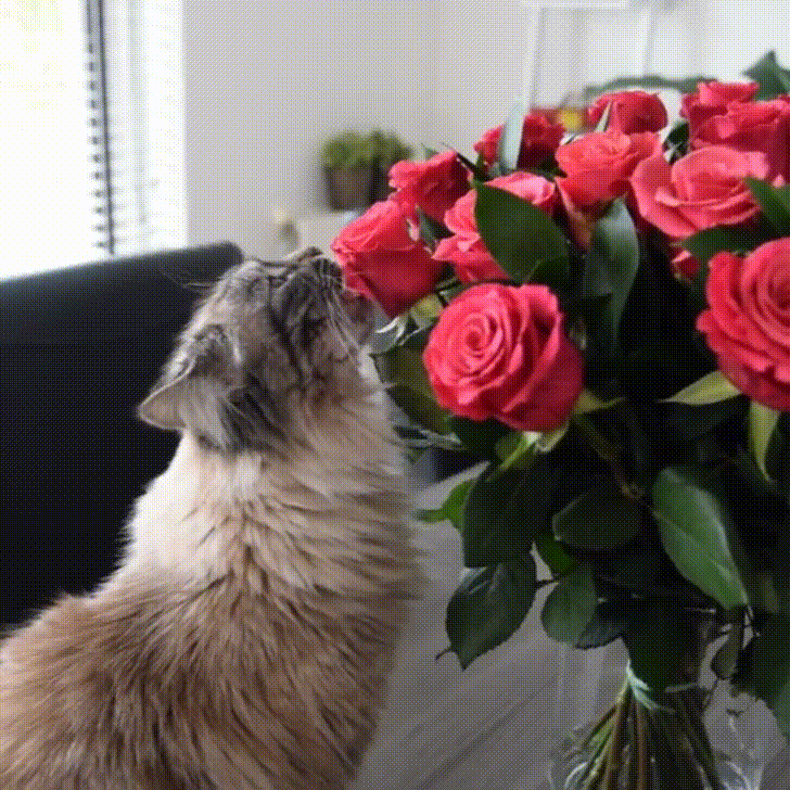 roses treats GIF
