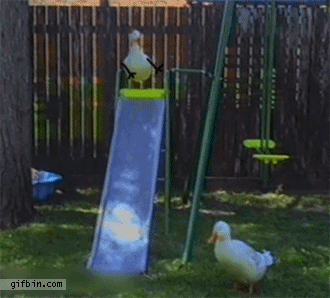śmiałek gęś GIF