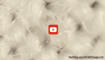 GIF by KQEDScience