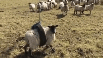 Horsing Around Shaun The Sheep GIF by MOODMAN