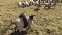 200w.gif