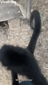 Scared-monkey GIFs - Get the best GIF on GIPHY