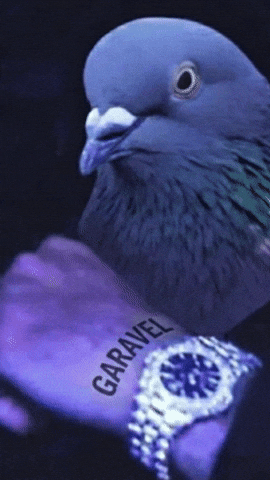 Taklacı Güvercin GIF