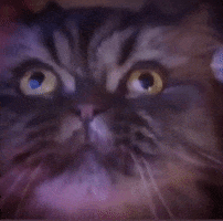 Cat GIF