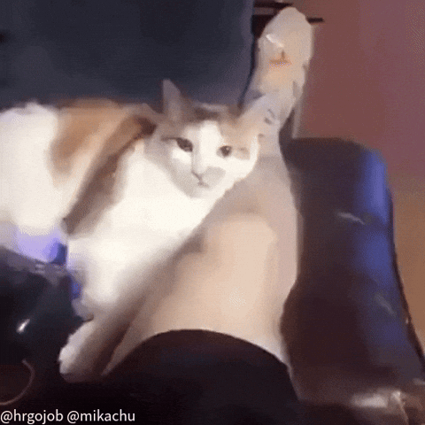 Cat Bite GIF