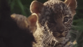 baby leopard GIF by Nat Geo Wild