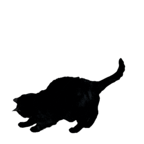 Jouer Black Cat Sticker for iOS & Android | GIPHY